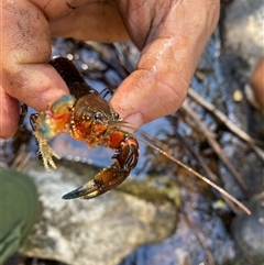 Euastacus crassus (Alpine Spiny Crayfish) at Uriarra Village, ACT - 9 Apr 2025 by simonstratford