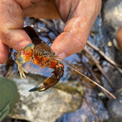 Euastacus crassus (Alpine Spiny Crayfish) at Uriarra Village, ACT - 9 Apr 2025 by simonstratford