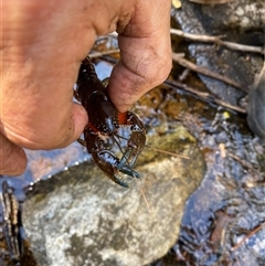 Euastacus crassus at Uriarra Village, ACT - suppressed