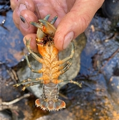Euastacus crassus at Uriarra Village, ACT - suppressed
