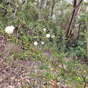 Unverified Wattle at Blue Mountains National Park, NSW - Today by MatthewFrawley