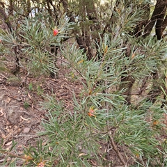 Lambertia formosa at Katoomba, NSW - 10 Apr 2025 06:52 AM