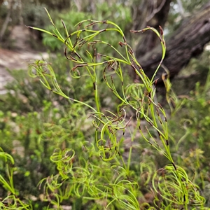 Caustis flexuosa at Katoomba, NSW - suppressed