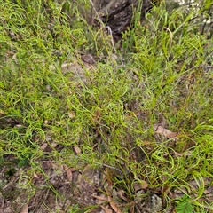 Caustis flexuosa at Katoomba, NSW - suppressed