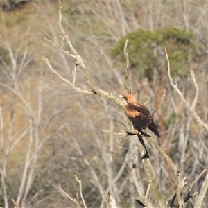 Aquila audax at Tennent, ACT - 8 Apr 2025 by LineMarie
