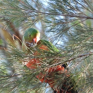 Alisterus scapularis at Kambah, ACT - Yesterday by LineMarie