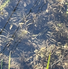 Potamogeton crispus (Curly Pondweed) at Jindabyne, NSW - 5 Apr 2025 by JaneR