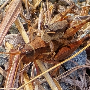 Unverified Grasshopper, Cricket or Katydid (Orthoptera) at Isaacs, ACT - Today by Mike