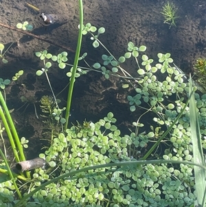 Callitriche stagnalis (Common Starwort) at Moonbah, NSW - 5 Apr 2025 by JaneR