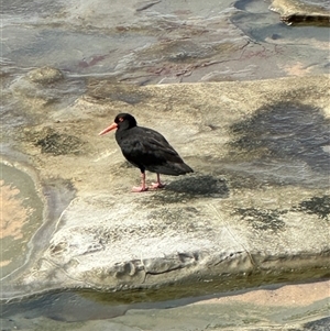 Haematopus fuliginosus at Newcastle, NSW - suppressed