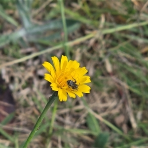 Lasioglossum (Chilalictus) lanarium at Phillip, ACT - Today by Mike