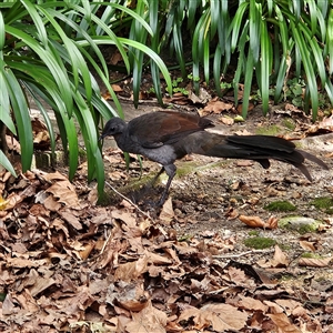 Menura novaehollandiae at Katoomba, NSW - 10 Apr 2025 11:32 AM
