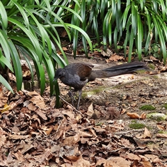 Menura novaehollandiae at Katoomba, NSW - 10 Apr 2025 11:32 AM