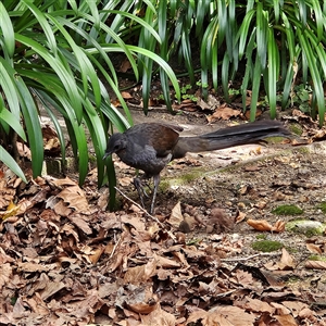 Menura novaehollandiae at Katoomba, NSW - 10 Apr 2025 11:32 AM
