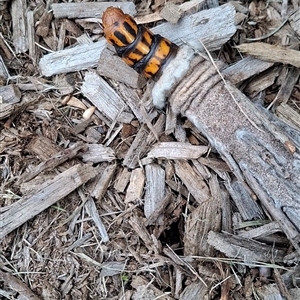 Unverified Other insect at Bundanoon, NSW - Today by CH