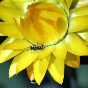 Lasioglossum (Chilalictus) sp. (genus & subgenus) at Acton, ACT - 9 Apr 2025 11:14 AM