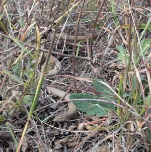 Lialis burtonis at Strathnairn, ACT - 10 Apr 2025 01:37 PM