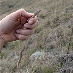 Lialis burtonis at Strathnairn, ACT - 10 Apr 2025 01:37 PM