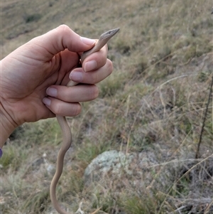 Lialis burtonis at Strathnairn, ACT - 10 Apr 2025 01:37 PM