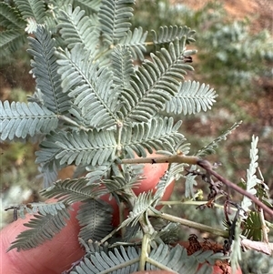 Acacia baileyana at Aranda, ACT - Today by lbradley