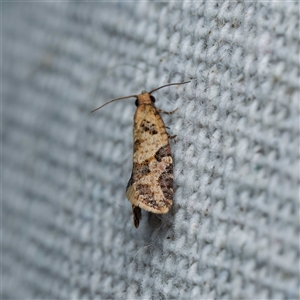 Unverified Tortricid moth (Tortricidae) by DPRees125