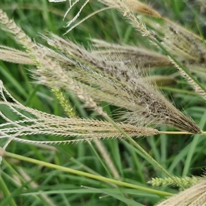 Chloris virgata (Feathertop Rhodes Grass) at Goulburn, NSW - 10 Apr 2025 by trevorpreston