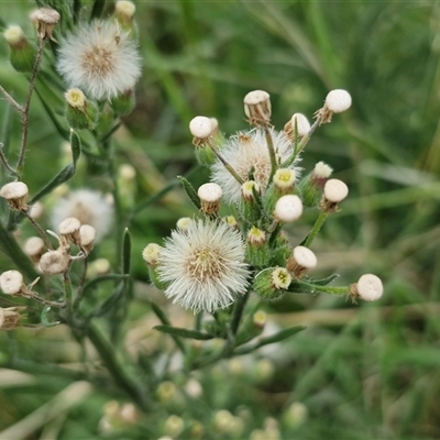 Erigeron bonariensis (Flaxleaf Fleabane) at Goulburn, NSW - Yesterday by trevorpreston