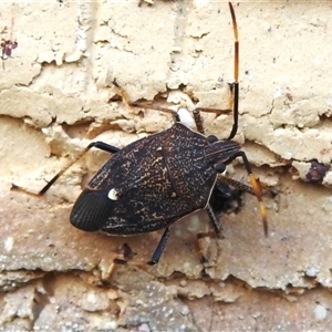 Poecilometis sp. (genus) at Wanniassa, ACT - Today by JohnBundock