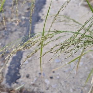 Unverified Grass at Goulburn, NSW - 10 Apr 2025 by trevorpreston
