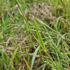 Chloris truncata at Goulburn, NSW - 10 Apr 2025 04:12 PM