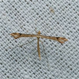 Sinpunctiptilia emissalis by DPRees125