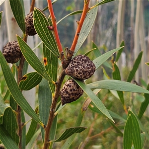 Hakea dactyloides at Katoomba, NSW - 10 Apr 2025 by MatthewFrawley
