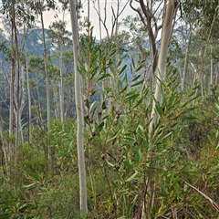 Unverified at suppressed - suppressed