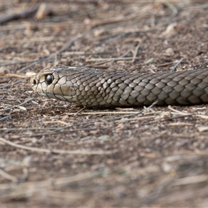 Pseudonaja textilis at Fyshwick, ACT - 9 Apr 2025 08:08 AM