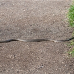 Pseudonaja textilis at Fyshwick, ACT - 9 Apr 2025 08:08 AM