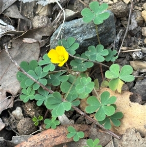 Oxalis corniculata at Aranda, ACT - Today by lbradley