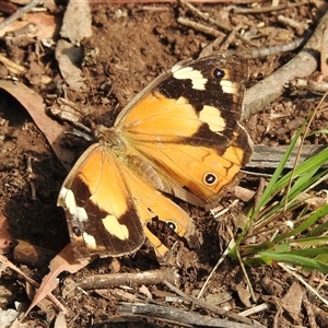Heteronympha merope at Emerald, VIC - suppressed
