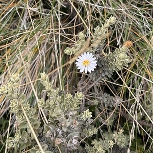 Pseudognaphalium luteoalbum at Gooandra, NSW - Today by Jennybach