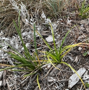 Carex sp. at Gooandra, NSW - 10 Apr 2025 11:48 PM