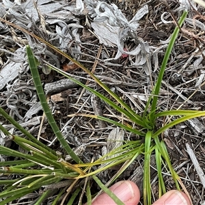 Carex sp. at Gooandra, NSW - 10 Apr 2025 11:48 PM