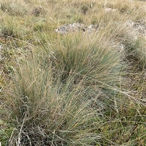 Poa sp. (A Snow Grass) at Gooandra, NSW - 10 Apr 2025 by Jennybach