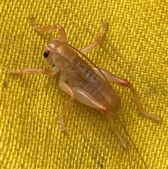 Unverified Cricket (several families) at Uriarra Village, ACT - 10 Apr 2025 by SteveBorkowskis