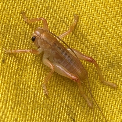 Unverified Cricket (several families) at Uriarra Village, ACT - 10 Apr 2025 by SteveBorkowskis
