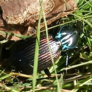 Carabidae (family) at Pipeclay, NSW - suppressed