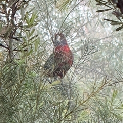 Platycercus elegans (Crimson Rosella) at Laguna, NSW - 10 Apr 2025 by MartinPredavec
