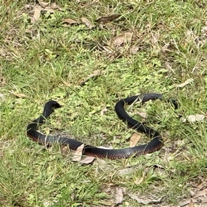 Pseudechis porphyriacus (Red-bellied Black Snake) at Bucketty, NSW - Today by MartinPredavec