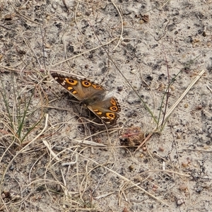 Junonia villida at Phillip, ACT - Today by Mike
