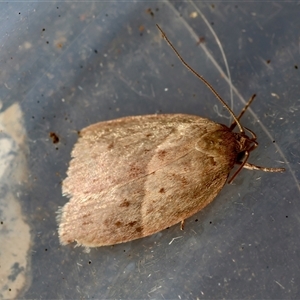Chezala privatella at Moruya, NSW - suppressed