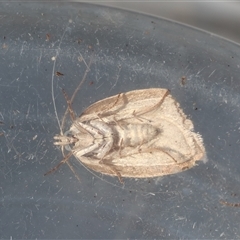 Chezala privatella at Moruya, NSW - suppressed
