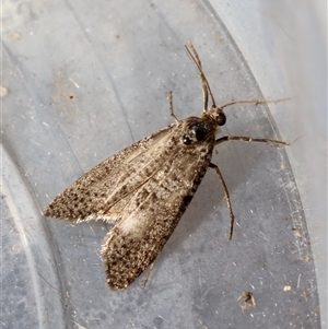 Trigonocyttara clandestina at Moruya, NSW - suppressed